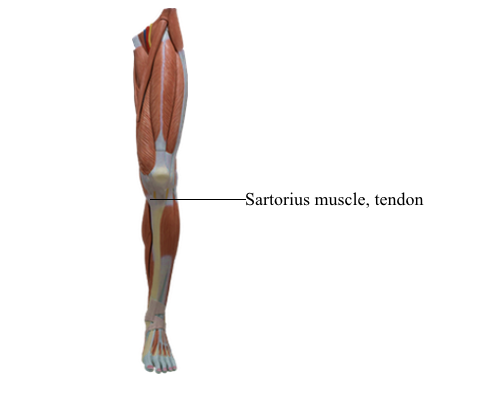Sartorius muscle