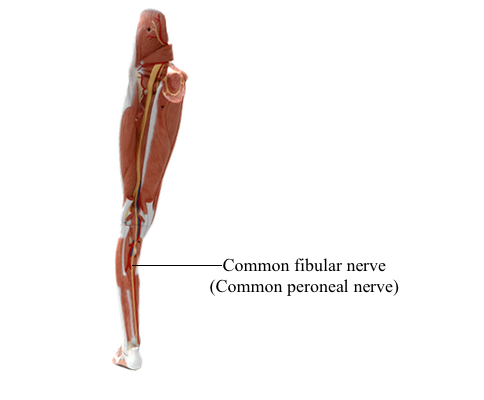 common fibular nerve